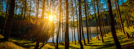 Banner Sunbeam shining through tree sunny ray lens flare sunlight amazing landscape beauty in nature morning tranquility. Sunlight beam pine tree woodland sunrise natural phenomenon with copy spaceの写真素材