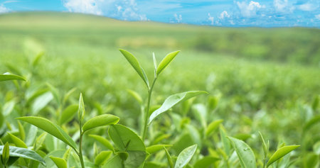 Green tea tree leaves field plant in camellia sinensis organic farm. Close up Tree tea plantations mountain green nature background in morning. Fresh young tender bud herbal Green tea tree in farmの写真素材