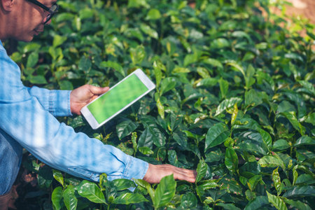 Smart farmer holding smartphone in eco green farm sustainable quality control. Close up Hand control...