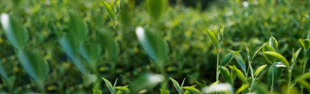 Banner Green tea tree leaves field young tender bud herbal Green tea tree in camellia sinensis organic farm. Panorama Fresh Tree tea leaf plant green nature in herbal farm background with Copy Spaceの写真素材