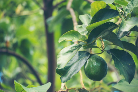 Avocado tree green plant healthy fruit farm. Smart farmer growing plant in eco green farm sustainable quality control. Avocado fruit Farm planting in eco Farmland biotechnology. Fruit organic farmの写真素材