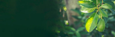 Banner Avocado tree green plant healthy fruit farm. Smart farmer growing eco green farm sustainable quality control. Panorama Avocado fruit Farm planting in eco Farmland. Organic farm with copy spaceの写真素材