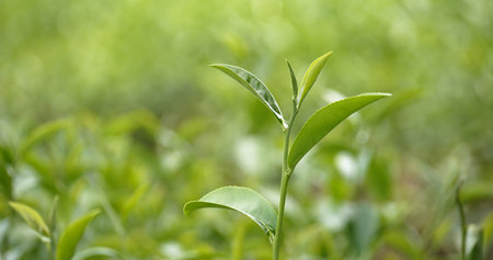 Green tea tree leaves field young tender bud herbal Green tea tree in camellia sinensis organic...