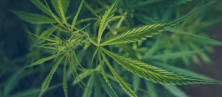 Banner Green weed Marijuana tree cannabis plant narcotic herbal in CBC greenhouse. Panorama Hemp...