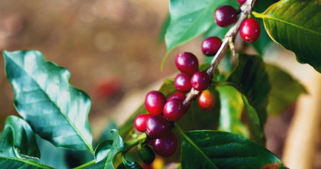 Red seed coffee bean  green leaf  robusta arabica berries ripe harvest for coffee farm garden. Fresh coffee bean berry plant tree. Close up fresh red bean seed coffee tree growth in green organic farmの写真素材