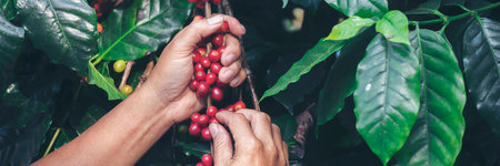 Banner hands harvest red seed in basket robusta arabica plant farm. Coffee plant farm Close up woman Hands harvest raw coffee beans. Ripe Red berry plant fresh seed coffee tree growth with copy spaceの写真素材