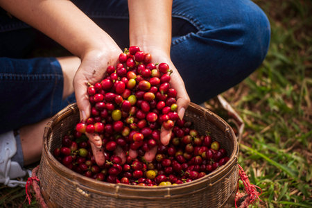 Coffee plant farm woman Hands harvest raw coffee beans. Ripe Red berries plant fresh seed coffee tree growth in green eco farm. Close up hands harvest red seed in basket robusta arabica plant farm.の写真素材