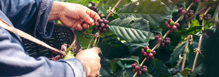 Banner hands harvest red seed in basket robusta arabica plant farm. Coffee plant farm Close up woman Hands harvest raw coffee beans. Ripe Red berry plant fresh seed coffee tree growth with copy spaceの写真素材