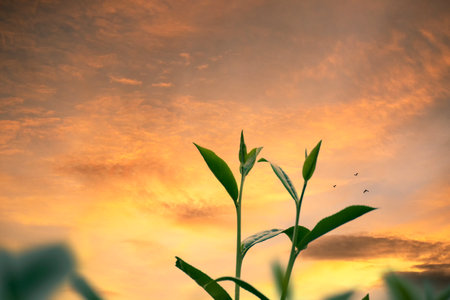 Green tea tree leaves camellia sinensis in organic farm sunlight. Fresh young tender bud herbal farm on summer morning. Sunlight Green tea tree plant. Close up Tree tea plant green nature in morningの写真素材