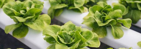 Banner fresh organic hydroponic vegetable plantation produce green salad hydroponic farm. Panorama...