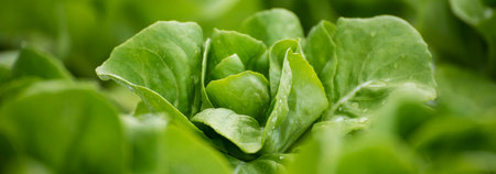 Banner fresh organic hydroponic vegetable plantation produce green salad hydroponic farm. Panorama...