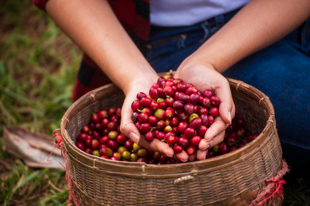 Close up hands harvest red seed in basket robusta arabica plant farm. Coffee plant farm woman Hands harvest raw coffee beans. Ripe Red berries plant fresh seed coffee tree growth in green eco farmの写真素材