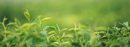 Banner Green tea tree leaves field young tender bud herbal Green tea tree in camellia sinensis organic farm. Panorama Fresh Tree tea leaf plant green nature in herbal farm background with Copy Spaceの写真素材