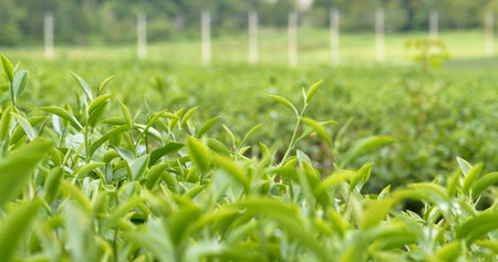 Green tea tree leaves field young tender bud herbal Green tea tree in camellia sinensis organic...