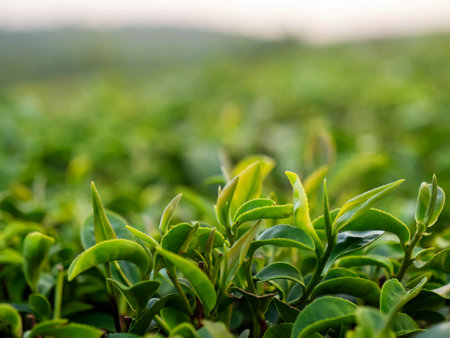 Green tea tree leaves field Fresh young tender bud herbal in farm on summer morning. Sunlight Green tea tree plant camellia sinensis in organic farm. Close up Tree tea plant green nature in morningの写真素材