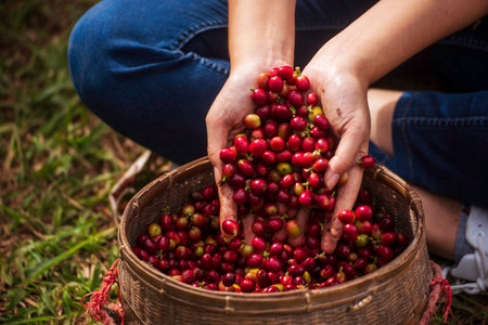 Coffee plant farm woman Hands harvest raw coffee beans. Ripe Red berries plant fresh seed coffee tree growth in green eco farm. Close up hands harvest red seed in basket robusta arabica plant farm.の写真素材