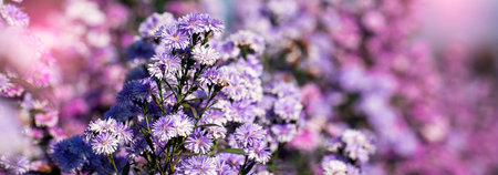 Banner Purple Pastel margaret flower floral blossom blurred background. Pastel violet romance bloom spring season. Magenta petals blossom in garden. Banner violet floral wildflower with copy spaceの写真素材