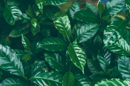 Agriculture Green coffee tree growing berry bean plant. Coffee tree farm growth in eco organic garden. Fresh coffee bean green leaf bush berry plant arabica garden. Robusta arabica fresh nature farmの写真素材