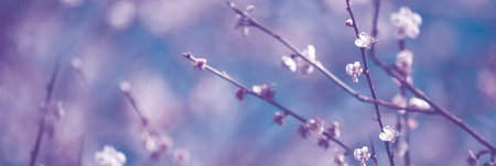 Banner Purple Pastel margaret flower floral blossom blurred background. Pastel violet romance bloom...