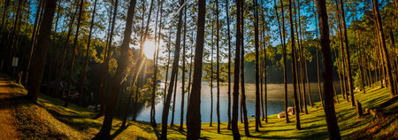 Banner Sunbeam shining through tree sunny ray lens flare sunlight amazing landscape beauty in nature...