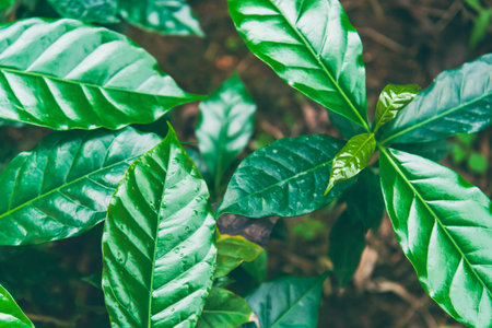 Agriculture Green coffee tree growing berry bean plant. Coffee tree farm growth in eco organic...