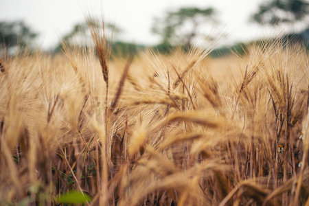 Dry barley wheat agriculture field ingredient for bread grain cultivated in produce agricultural....