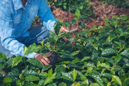 Smart farmer checking plant in eco green farm sustainable quality control. Close up Hand check quality control plant tree. Farmer cultivated planting in eco Farmland biotechnology. Green agricultureの写真素材