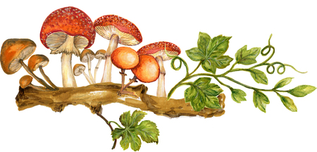 Watercolor botanical autumn and fall forest elements set hand painted illustration gouache on white backgroundの写真素材