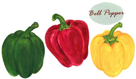 Watercolor botanical  illustration Red Green Yellow sweet Bell Pepper on white background hand paintの写真素材