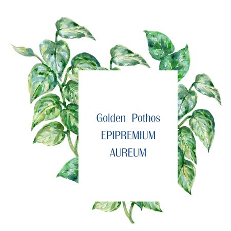Watercolor illustration Botanical Tropical hawaii asian leaves collection Set of wild and garden and abstract leaves elements hand paintedの写真素材