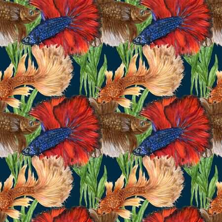 Watercolor Betta fish siamese fighting fish and chinese fighting fish aquatic plants asian pattern for poster travel wallpaper invtation card party by handの写真素材