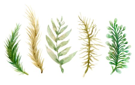 New year Christmas autumn plant foliage berry mistletoe poinsettia leaves abstract tree set watercolor colorful hand drawn for holiday party on white backgroundの写真素材