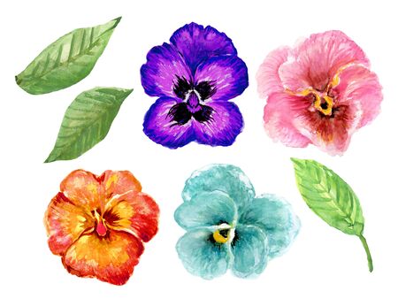 Hand painted floral pansy botanical blossom colorful sweet element set on white backgroundの写真素材