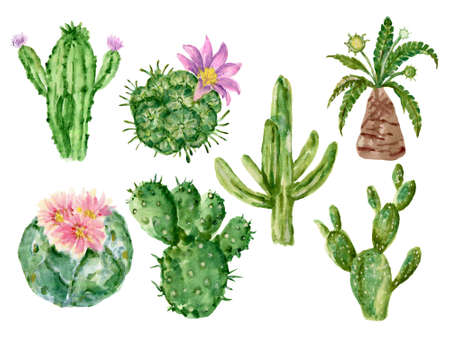 Watercolor set of cactus and succulent plants isolated on white background Flower illustration for your projects, greeting cards ,textile fabric ,print paper by handの写真素材