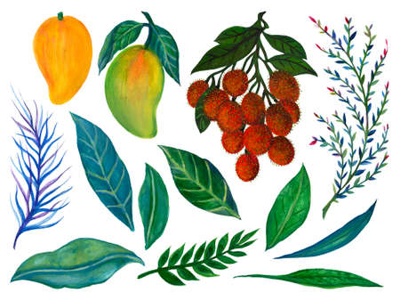 Set of fresh mango and rambutan elements isolated on white background watercolor illustration hand paintingの写真素材