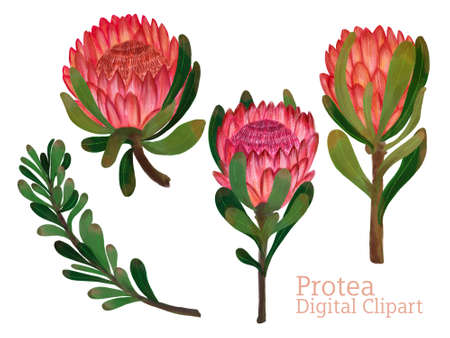 Protea flower foliage leaf botanical blooming digital drawing painting elements isolated on white backgroundの写真素材