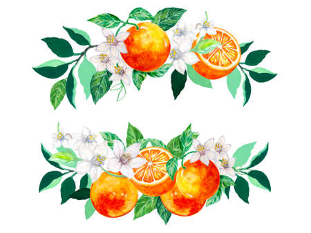 Summer spring label banner border fresh orange valencia mandarin foliage leaves and flower Bright tasty for invitation Template cardの写真素材