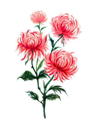 Watercolor set of pink chrysanthemum flowers, hand painted floral illustration isolated on white backgroundの写真素材