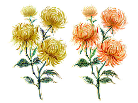 Watercolor set of outline and chrysanthemum flowers, hand painted floral illustration isolated on white backgroundの写真素材