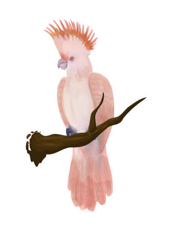 Tropical bird cockatoo bright pink feathers sitting on branches foliage element isolated on white background illustrationの写真素材