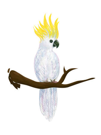 Tropical bird cockatoo bright white yellow feathers sitting on branches foliage element isolated on white background backdropの写真素材