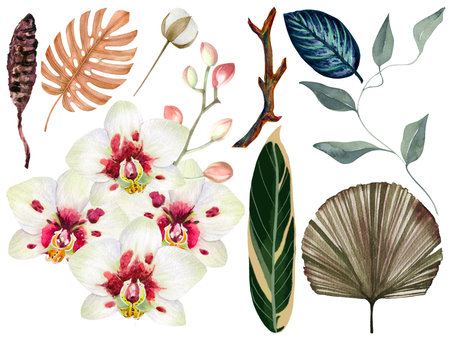 set of tropical orchid flowers on white background, watercolor, illustration, botanical painting, drawingの写真素材
