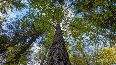 Autumn tree trunk