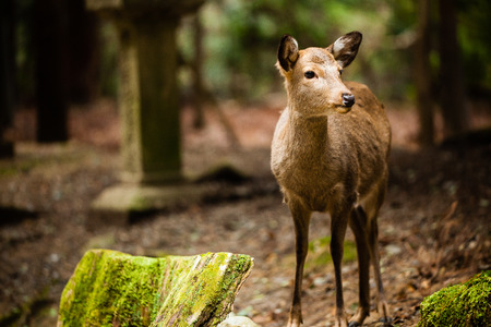Little deerの写真素材