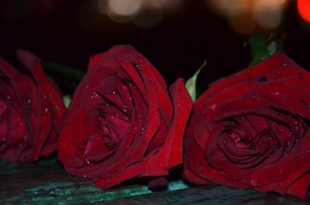 red roseの写真素材
