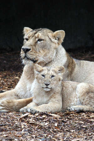 Mother lion with born pupの写真素材
