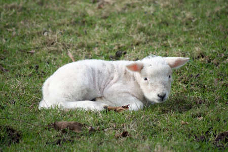 Lambの写真素材