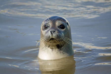 Sealの写真素材