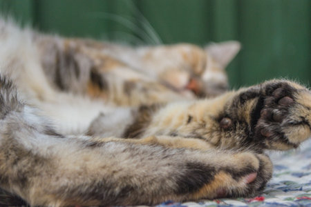 Cat sleeping peacefully, taking a nap lying down. Zoom in on its claws and paws. spotted gray colorの写真素材