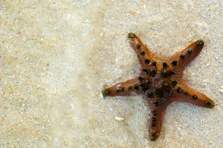 Starfish on White Sandの写真素材